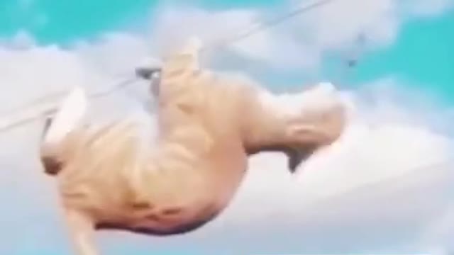 VIRAL CAT I Hilarious Cat Viral Videos #SHORTS.