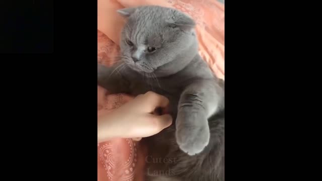 Baby Pets - Cute and Funny Pets Videos Compilation 💗- 10