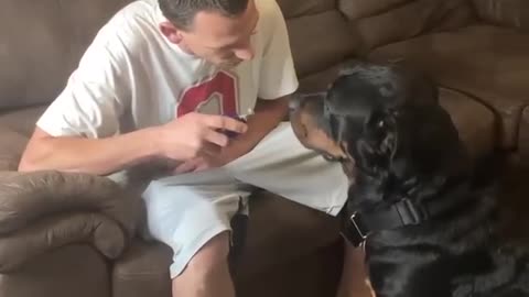 Angry Rottweiler Doesn't Want To Cut His Nails