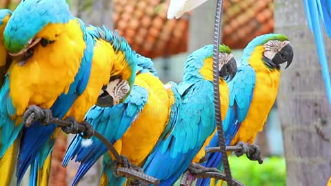 Group of shouting colorful parrot macaw stock video