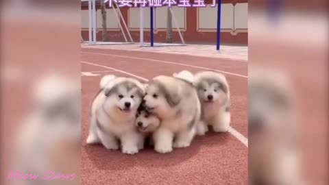 Baby Dogs - Cute and Funny Dog Videos