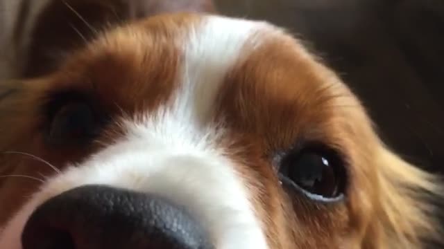 Brown dog with head on owners lap growling