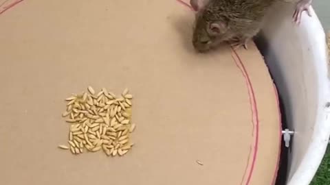 Awesome mousetrap ideas from plastic and cardboard buckets#mousetrap #rattrap #shorts.mp4