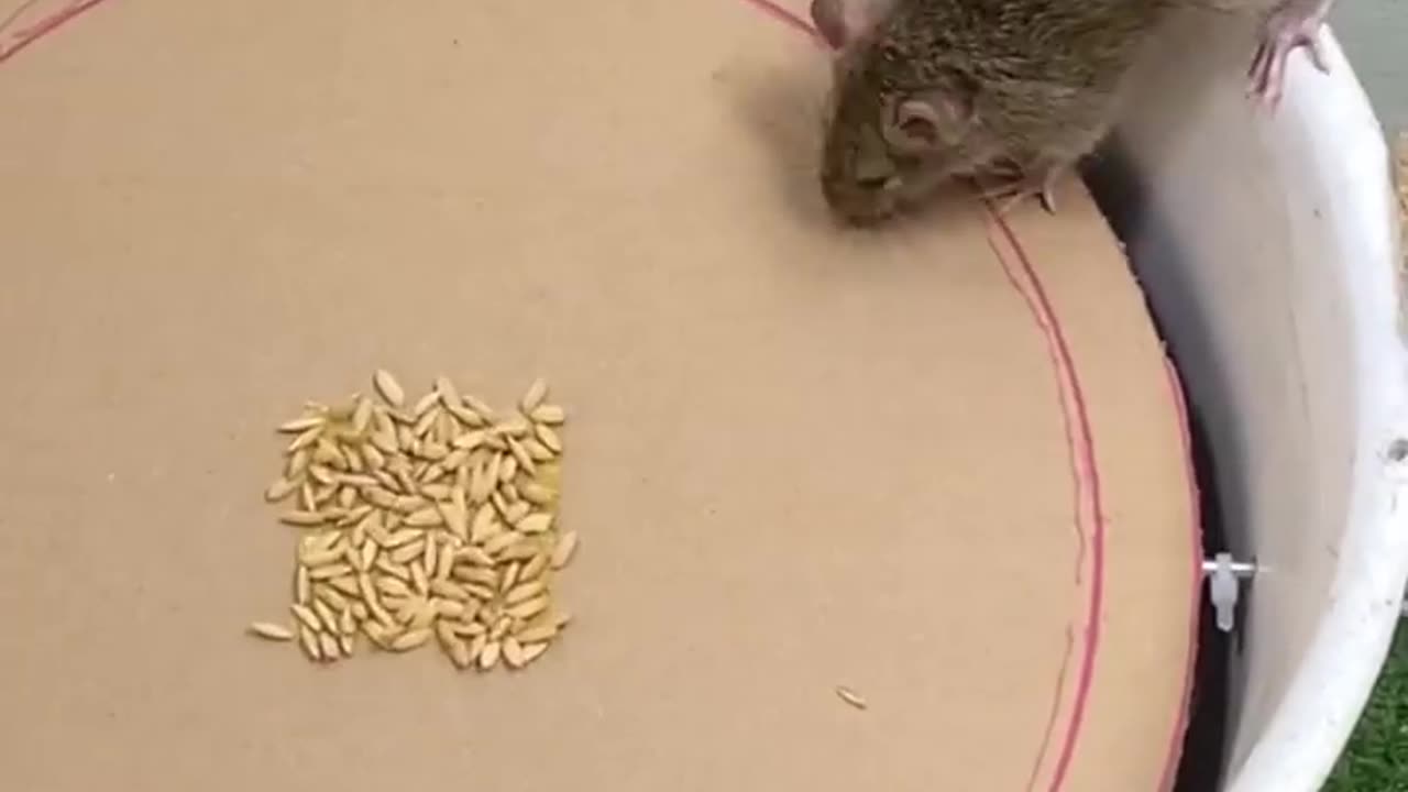 Awesome mousetrap ideas from plastic and cardboard buckets#mousetrap #rattrap #shorts.mp4