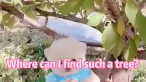 Cute animals videos