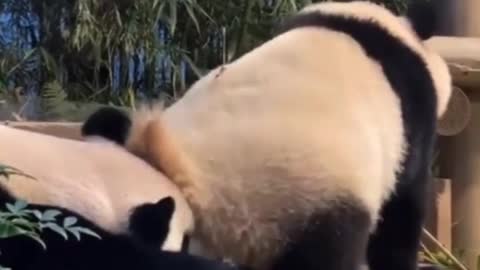 Panda shaking what it's mama gave it