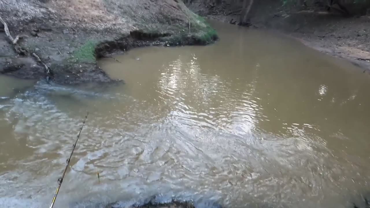 Crocodile in my fishing hole