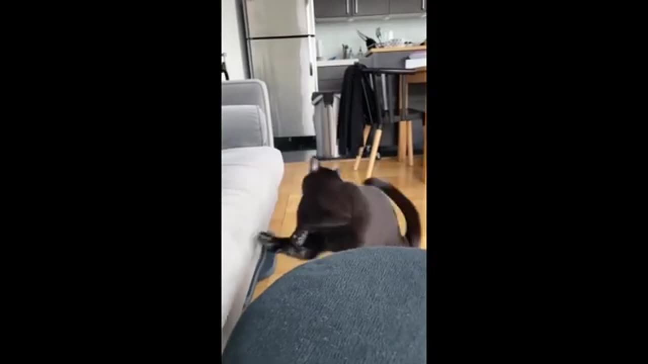 LFunniest Animals 2023 😂 | Funniest Cats and Dogs 🐱🐶 | Part 16/Hayppy Pet
