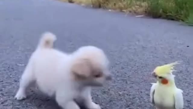 Puppy playing with parrot 🦜