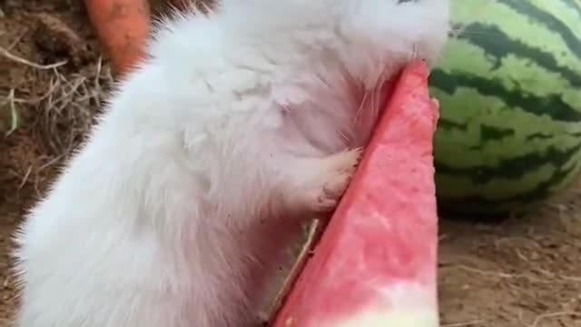 Rabbit Eat Watermelon