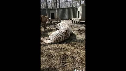 A Fight Between Two Tigers