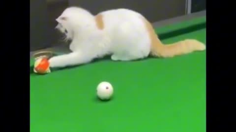 Funny Cat and Dos | Funny Video | Funny Cats And Dogs. 😂😂