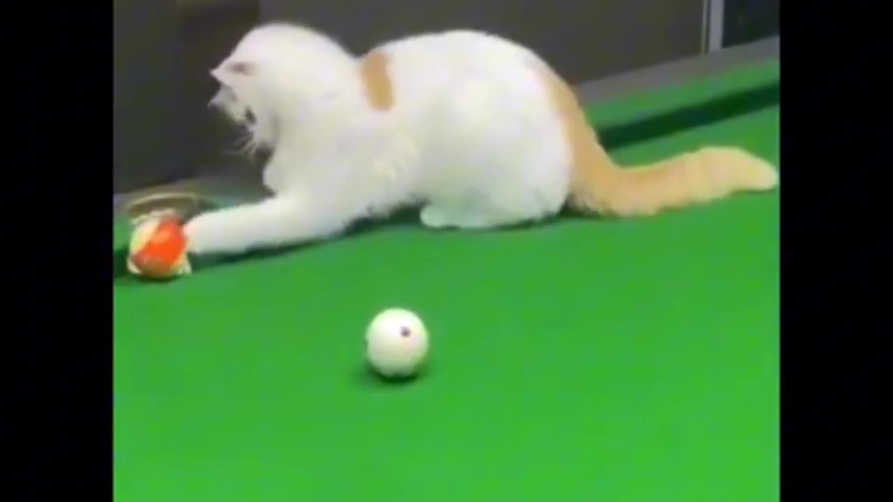 Funny Cat and Dos | Funny Video | Funny Cats And Dogs. 😂😂