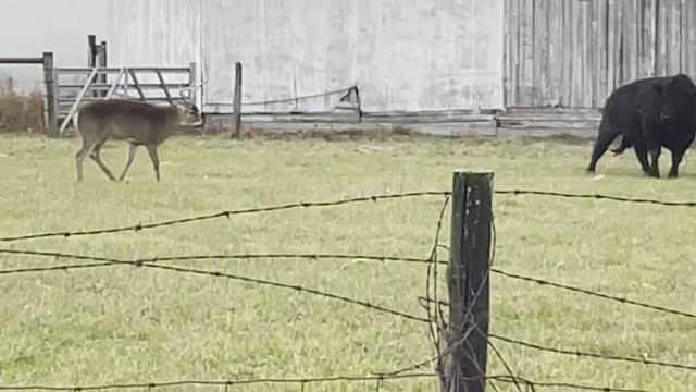 Bull and Buck Bout in Field