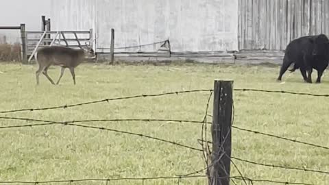 Bull and Buck Bout in Field