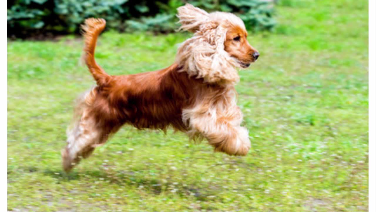 Aprenda a Treinar Um Cachorro Cocker Spaniel