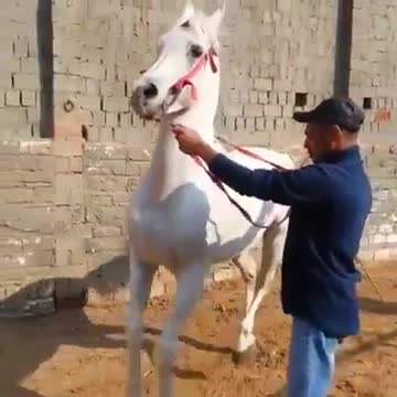 Train new white horse