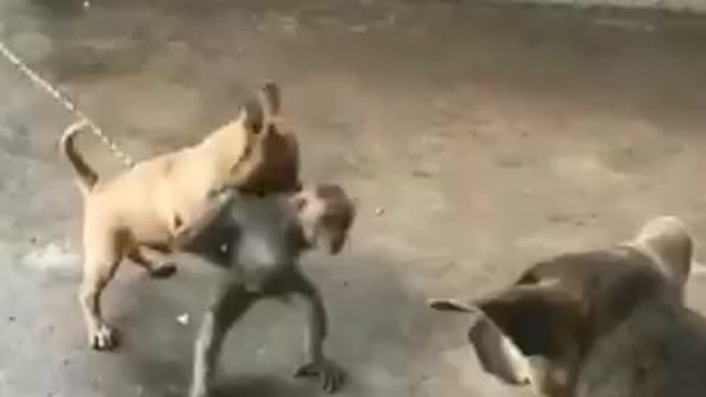 Comady videos
