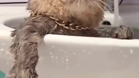 Cat Bathing - Relaxing Moment ♥