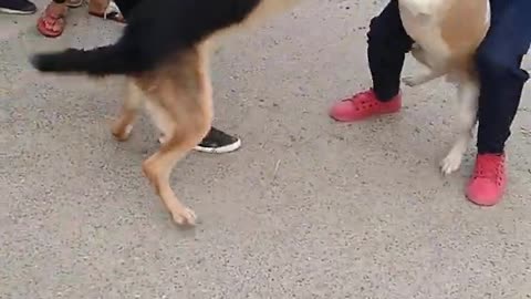 pitbull attack' on german shepherd