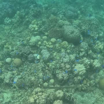 Snorkeling Adventures Philippines. So many nice fish and corals!!