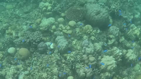 Snorkeling Adventures Philippines. So many nice fish and corals!!