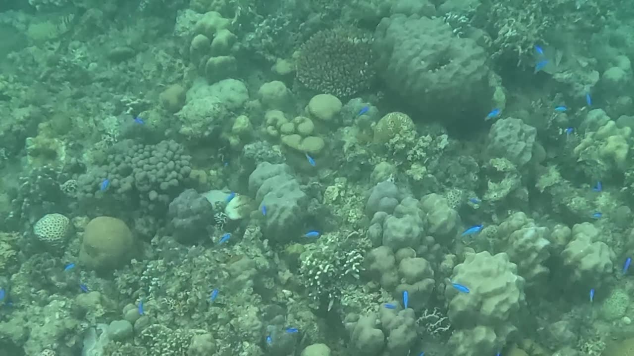 Snorkeling Adventures Philippines. So many nice fish and corals!!