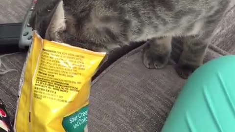 Cat with lays on head