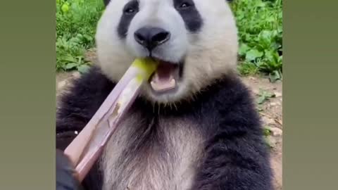 Cute animal