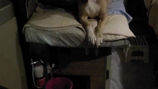Peanut the pit