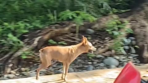 Funny Fails 😂🔥 - #funny #funnyfails #funnyvideo #humor #humour #humormemes #memes #memesvideo #fails
