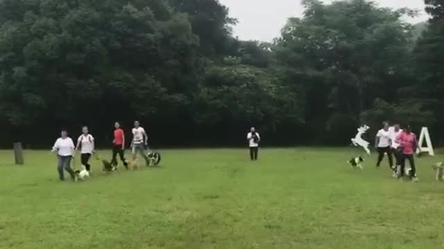 Count the dogs. They're so cute
