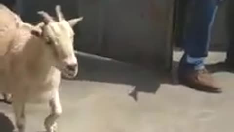 Goat playing football