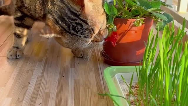 Greedy cat is not picky eater