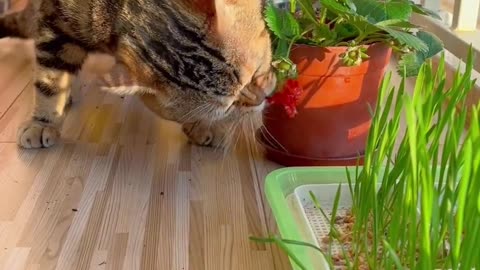 Greedy cat is not picky eater