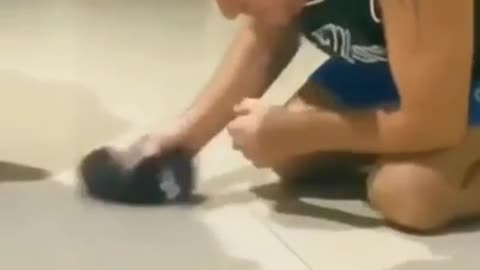 Adorable Kitten Trying to Hiding Under Owner's Feet and It Look like More Cute