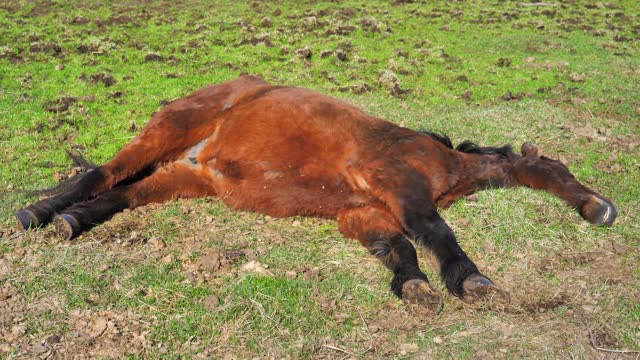 Iceland pony lying sleeping meadow