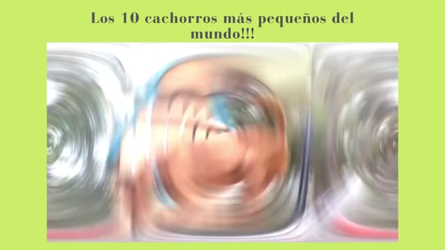 10 Perros más pequeños del Mundo!!!