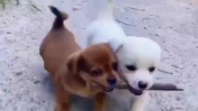 baby cute dogs and funny video 🥰😍🥰 #shorts