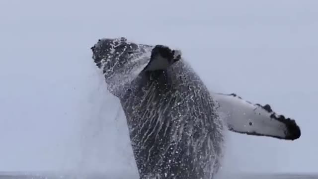 Have you ever seen a humpback whale breach in person?
