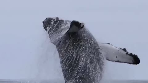 Have you ever seen a humpback whale breach in person?