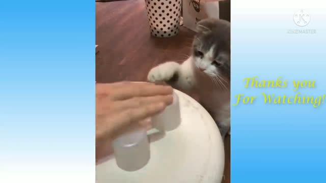 funny cat lose her food 🤣😂😋