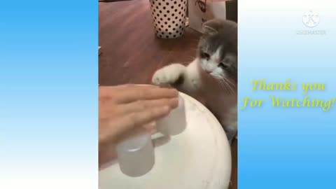 funny cat lose her food 🤣😂😋