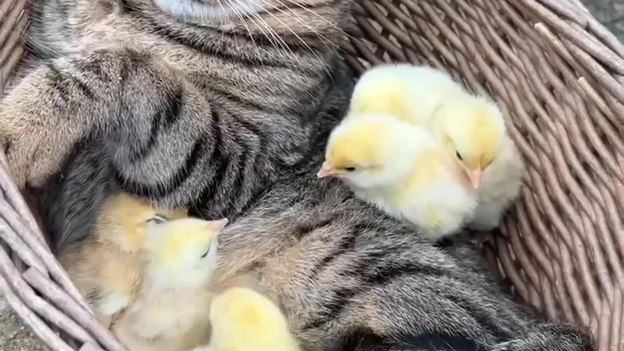 TRY NOT TO LAUGH 😆 Best Funny Videos Compilation 😂😁😆