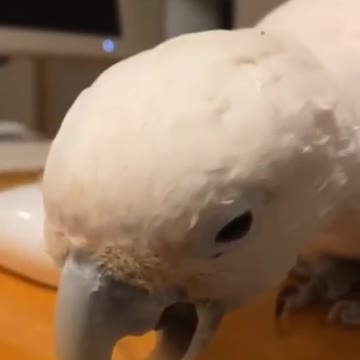 This parrot has no predator ability
