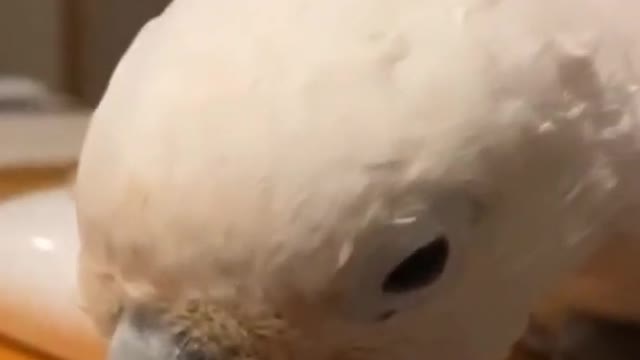 This parrot has no predator ability