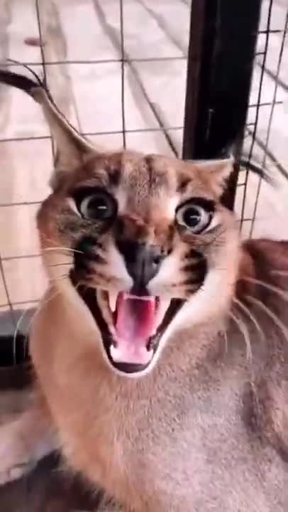 I Love Cats 💖💫 #Shorts #Animals #Cats