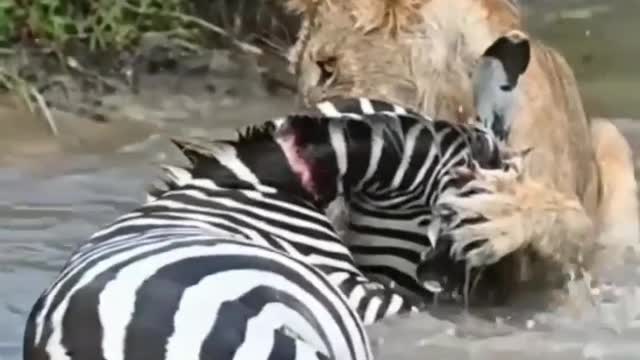 Tiger hunting Zebra in water fall , zebra trying to pull out from Tiger