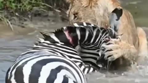 Tiger hunting Zebra in water fall , zebra trying to pull out from Tiger