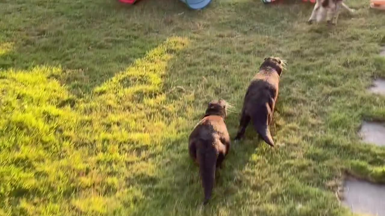 Otters Chase Dog Out of Yard